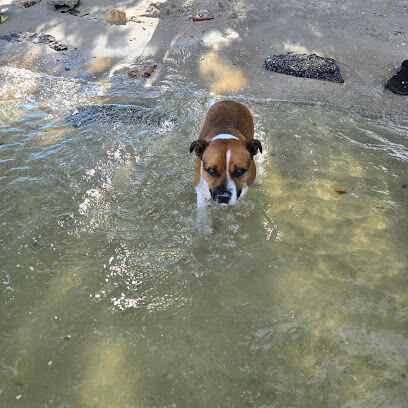 Davis Dog Beach