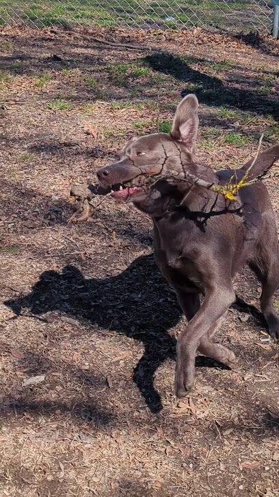 Dog Park