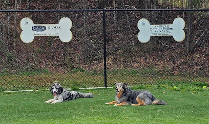 Blue Ridge Adventure Dog