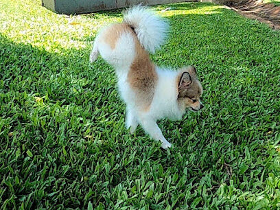 Honoapiilani Dog Park