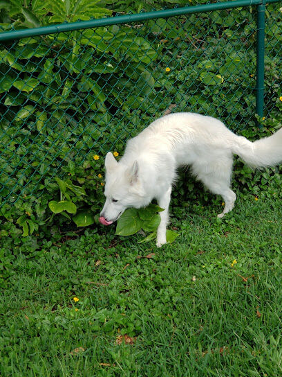 Dog Park