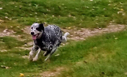 Charles City Dog Park