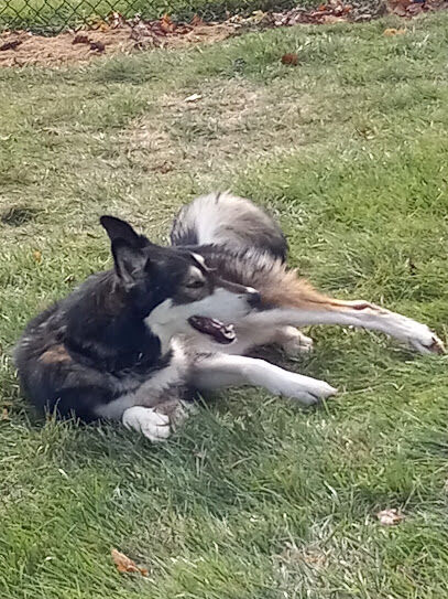 Eldridge Dog Park