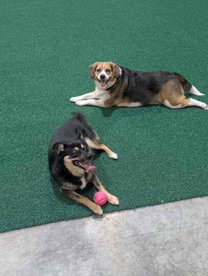 Pup-A-Rama Playhouse