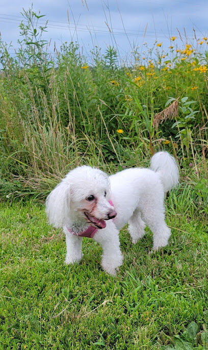 Dog Exercise Area