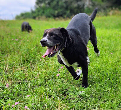 Beautiful Clover Meadows 14 Acre Private Dog Park