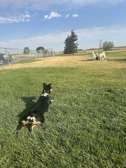 Dog Park