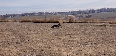 Eagle Scout Dog Park