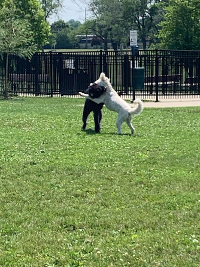 50 Acre Park Dog Park