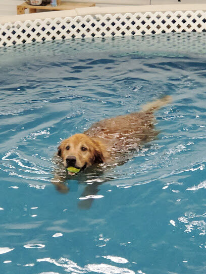 Dog Paddle Beach