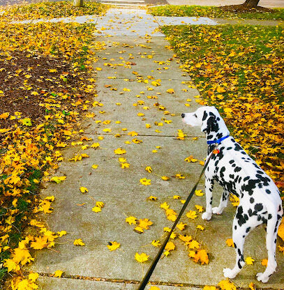 Maple Park Dog Park