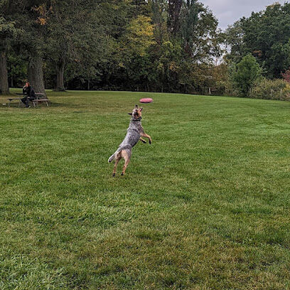 Canine Corners Dog Park - Elliot Park