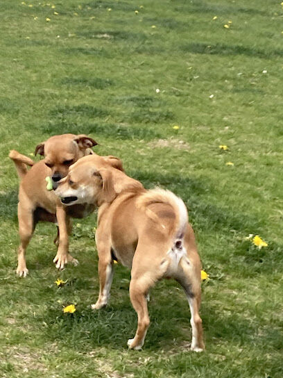 Dog Park at Love's Travel Stops