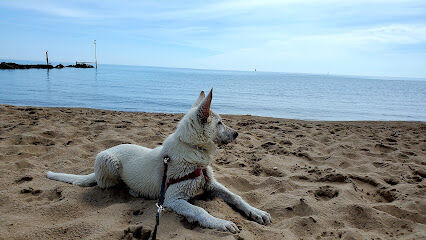 Gillson Park Dog Beach