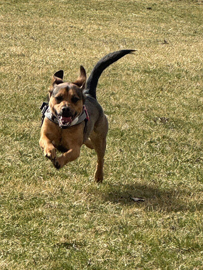 Perry Ferrini Dog Park