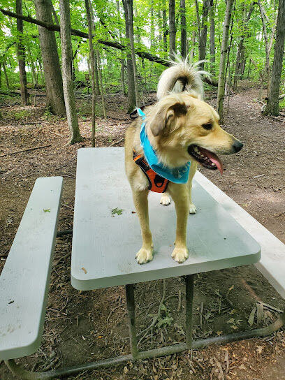 Fido's Forest Dog Park: Appointment and Registration Required