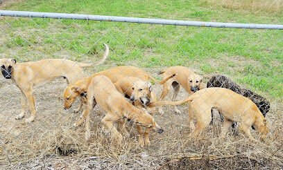 Abilene Greyhound Park Inc