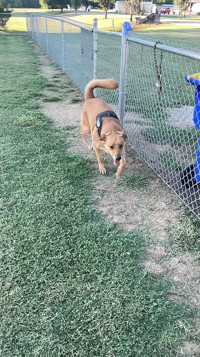 Auburn City Dog Park