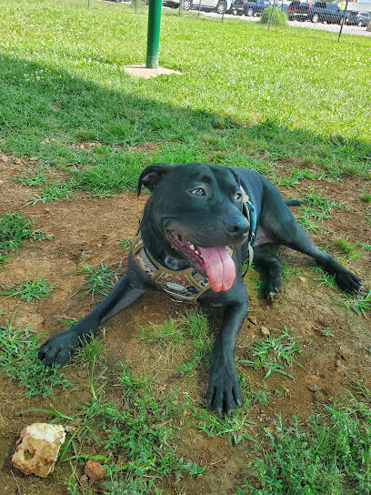 Dog Park