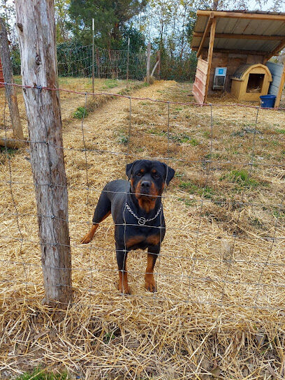 H.S.J Kennels