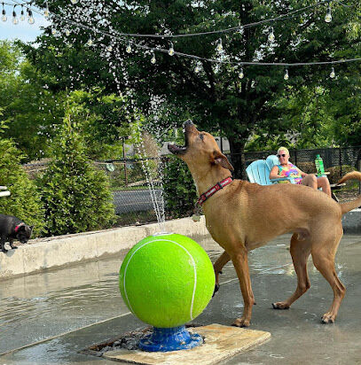 Club K9 Dog Park Bar