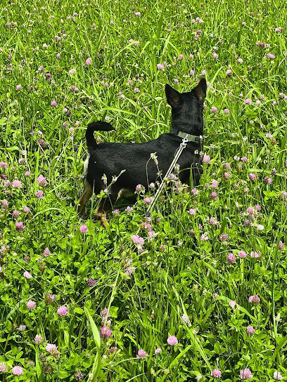 Dog Park at Love’s Travel Stops