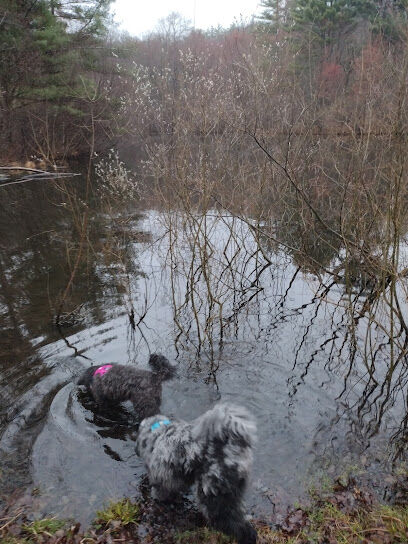 dog swimming pond