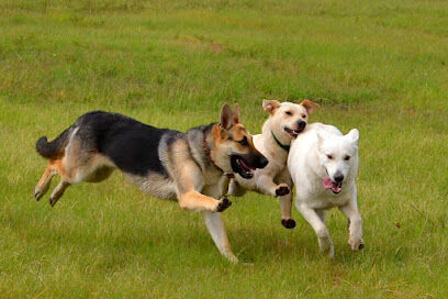 South End Dog Run