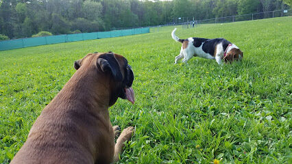 French Dog Park
