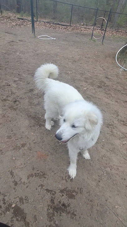 Dog Park