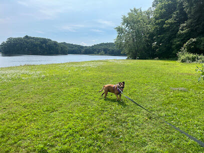 Dog Play Field