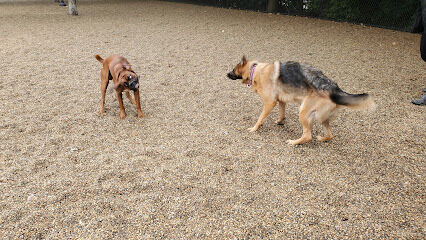 Filippello Dog Park