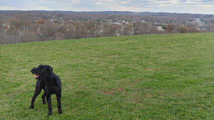 Abingdon Dog Park
