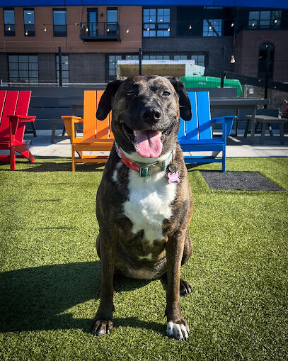 Bark Social Baltimore