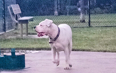 Dog Park at Robert E. Schautz Fields
