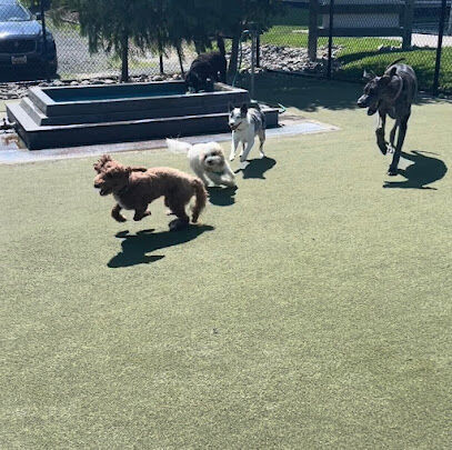 Dog Playground