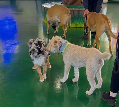 Woof Play Eat