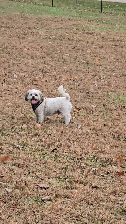 Flushing County Park - Dog Park