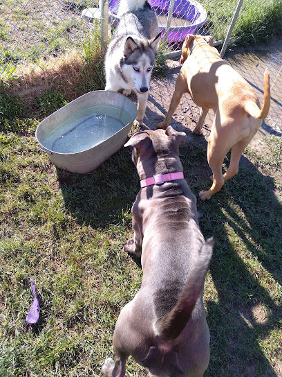 Dog Park