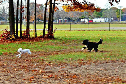 Large Dog Park at Park Township Park