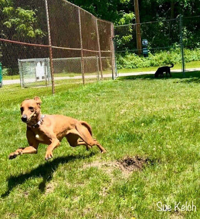 Curtiss Park Dog Park