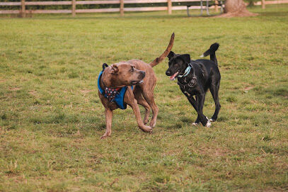 Stony Creek Dog Park