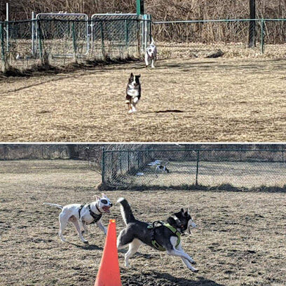 Old Hines Park Dog Park