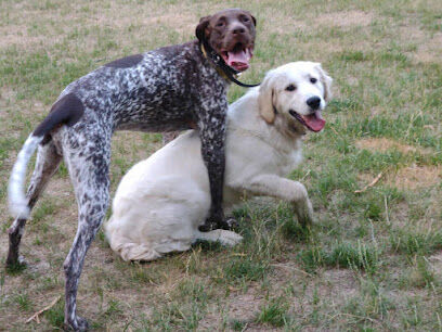Pooch Playland