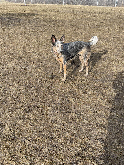 Perry Dog Park