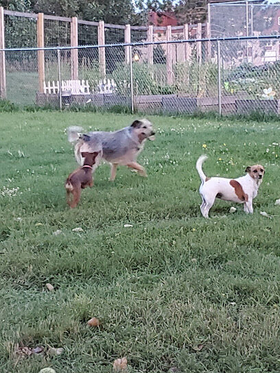 Haas Dog Park