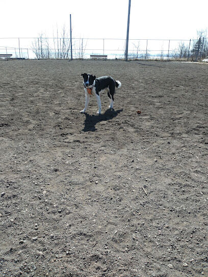 Observation Dog Park