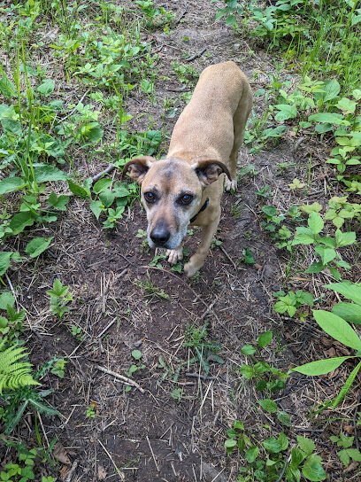 Grand Marais Dog Park by Go Dog North Shore