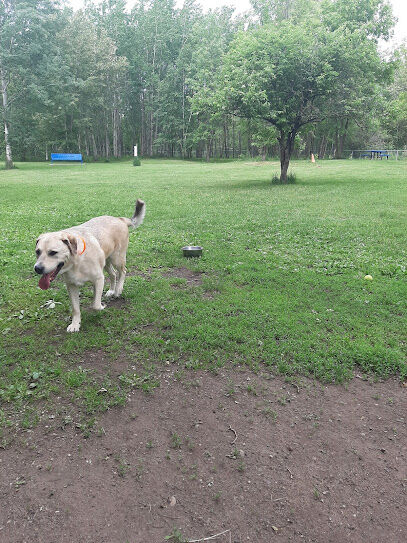 Hibbing Dog Park