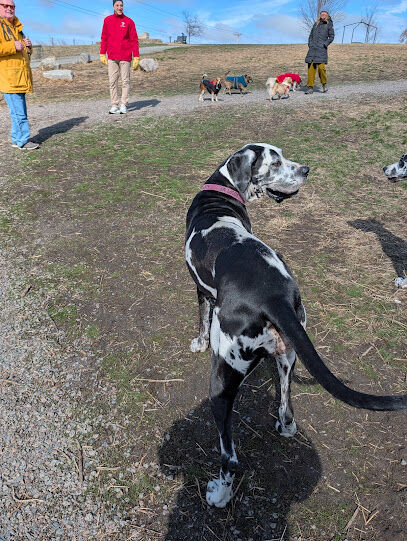 Lake City Dog Park